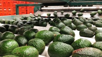 L'exportation d'Avoca confrontée à la concurrence en Europe 2 منافسة أوروبية تضغط على صادرات الأفوكا المغربية