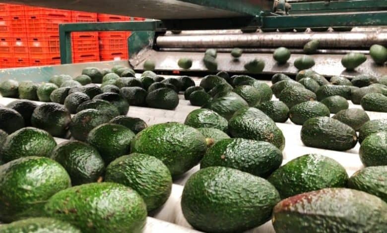 منافسة أوروبية تضغط على صادرات الأفوكا المغربية