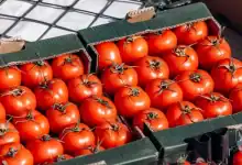 روسيا تمنع دخول شحنة طماطم قادمة من المغرب بعد رصد إصابات فيروسية