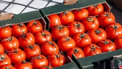 روسيا تمنع دخول شحنة طماطم قادمة من المغرب بعد رصد إصابات فيروسية