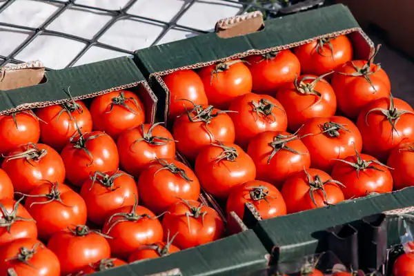 روسيا تمنع دخول شحنة طماطم قادمة من المغرب بعد رصد إصابات فيروسية