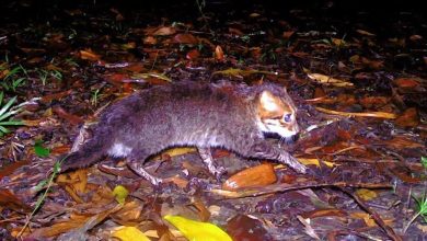 رصد قط “ذو رأس مسطّح” النادر في تايلاند لأول مرة منذ نحو 3 عقود