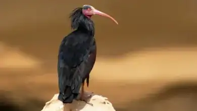المغرب ينجح في إنقاذ طائر أبو منجل الأصلع الشمالي عبر برنامج حماية