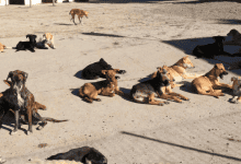 الكلاب الضالة في المغرب: أرقام مقلقة وسياسة جديدة أكثر إنسانية