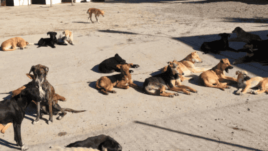 الكلاب الضالة في المغرب: أرقام مقلقة وسياسة جديدة أكثر إنسانية