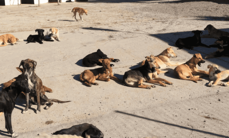 الكلاب الضالة في المغرب: أرقام مقلقة وسياسة جديدة أكثر إنسانية