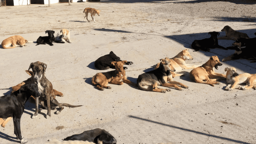 Chiens errants au Maroc : Des chiffres alarmants et une nouvelle politique plus humaine 1 الكلاب الضالة في المغرب: أرقام مقلقة وسياسة جديدة أكثر إنسانية