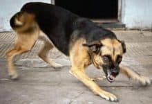 مراكش: وفاة شاب فرنسي من أصل مغربي بعد سقوطه في بئر أثناء فراره من كلاب ضالة