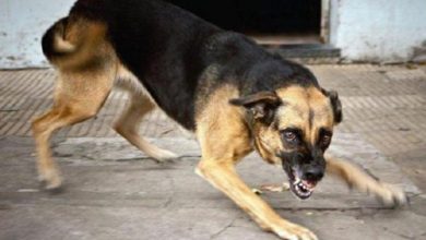 مراكش: وفاة شاب فرنسي من أصل مغربي بعد سقوطه في بئر أثناء فراره من كلاب ضالة