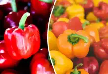 المغرب: قفزة قياسية في صادرات الفلفل الحلو إلى ألمانيا تتجاوز 50 ألف طن