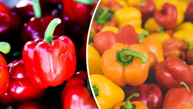 المغرب: قفزة قياسية في صادرات الفلفل الحلو إلى ألمانيا تتجاوز 50 ألف طن