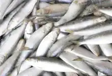 المغرب يعتمد إجراءات وقائية لضبط أسعار السردين قبل رمضان