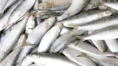 المغرب يعتمد إجراءات وقائية لضبط أسعار السردين قبل رمضان
