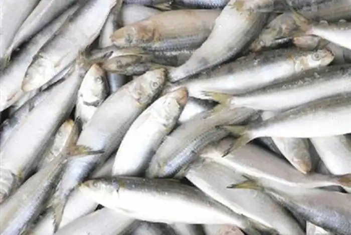 المغرب يعتمد إجراءات وقائية لضبط أسعار السردين قبل رمضان