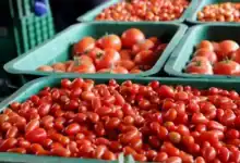 إسبانيا تبلغ عن وجود الكادميوم في شحنة طماطم مغربية