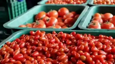 إسبانيا تبلغ عن وجود الكادميوم في شحنة طماطم مغربية