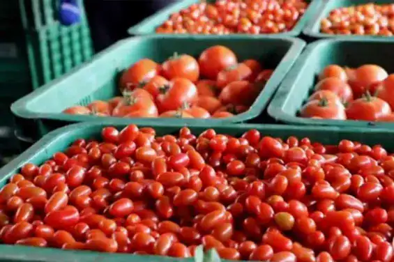 إسبانيا تبلغ عن وجود الكادميوم في شحنة طماطم مغربية