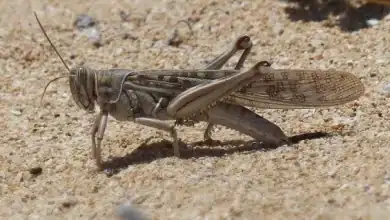 الفاو تحذر من تصاعد نشاط الجراد في جنوب المغرب