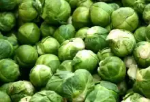 المغرب ثالث أكبر مُصدّر للكرنب بروكسل عالميًا في 2025