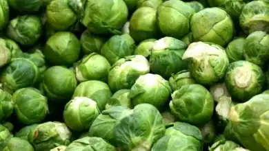 المغرب ثالث أكبر مُصدّر للكرنب بروكسل عالميًا في 2025