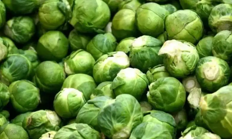 المغرب ثالث أكبر مُصدّر للكرنب بروكسل عالميًا في 2025