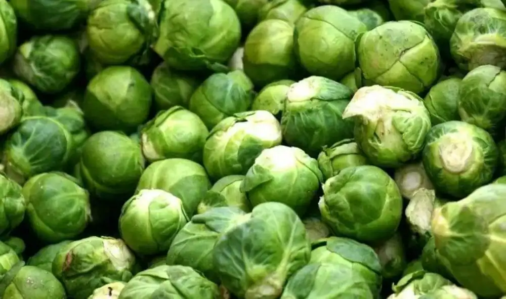 Le Maroc est le troisième exportateur mondial de choux de Bruxelles en 2025 1 المغرب ثالث أكبر مُصدّر للكرنب بروكسل عالميًا في 2025