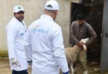 القصر الكبير: قافلة بيطرية ميدانية لمعالجة وتلقيح الماشية بالمناطق المتضررة من الفيضانات