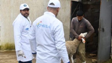 القصر الكبير: قافلة بيطرية ميدانية لمعالجة وتلقيح الماشية بالمناطق المتضررة من الفيضانات