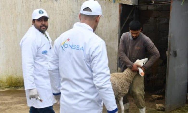 القصر الكبير: قافلة بيطرية ميدانية لمعالجة وتلقيح الماشية بالمناطق المتضررة من الفيضانات