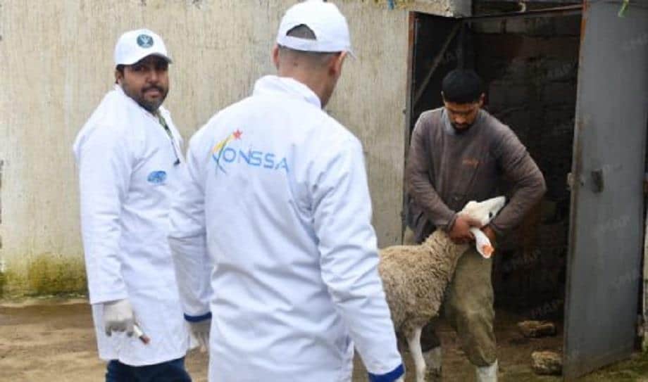Ksar El Kebir : Convoi vétérinaire pour traiter et vacciner le bétail dans les zones touchées par les inondations 1 القصر الكبير: قافلة بيطرية ميدانية لمعالجة وتلقيح الماشية بالمناطق المتضررة من الفيضانات