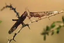 تنبيه لمواجهة تفاقم الجراد الصحراوي في جنوب المغرب