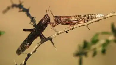 تنبيه لمواجهة تفاقم الجراد الصحراوي في جنوب المغرب