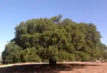 اكتشاف الجينوم المرجعي لشجرة الأرغان المغربية لدعم الحماية والاستدامة