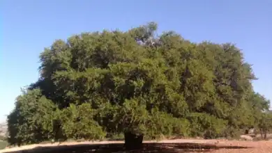 اكتشاف الجينوم المرجعي لشجرة الأرغان المغربية لدعم الحماية والاستدامة