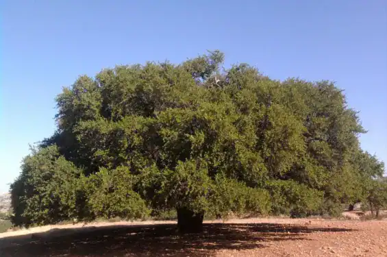 اكتشاف الجينوم المرجعي لشجرة الأرغان المغربية لدعم الحماية والاستدامة