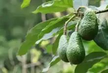 تراجع ملحوظ في صادرات الأفوكادو المغربي خلال موسم 2025-2026