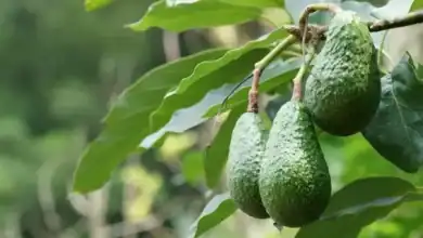 تراجع ملحوظ في صادرات الأفوكادو المغربي خلال موسم 2025-2026