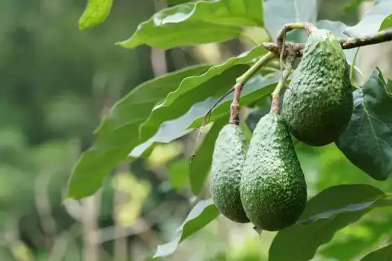 تراجع ملحوظ في صادرات الأفوكادو المغربي خلال موسم 2025-2026