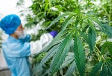 إنتاج القنب الهندي القانوني بالحسيمة يسجل نموا لافتا خلال 2025