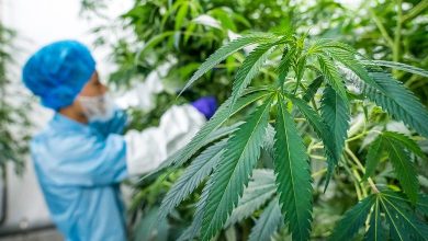 إنتاج القنب الهندي القانوني بالحسيمة يسجل نموا لافتا خلال 2025