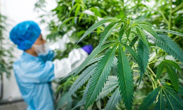 إنتاج القنب الهندي القانوني بالحسيمة يسجل نموا لافتا خلال 2025
