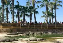 أكادير تحتضن مؤتمرا عالميا لخبراء التماسيح في ماي 2026