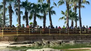 أكادير تحتضن مؤتمرا عالميا لخبراء التماسيح في ماي 2026