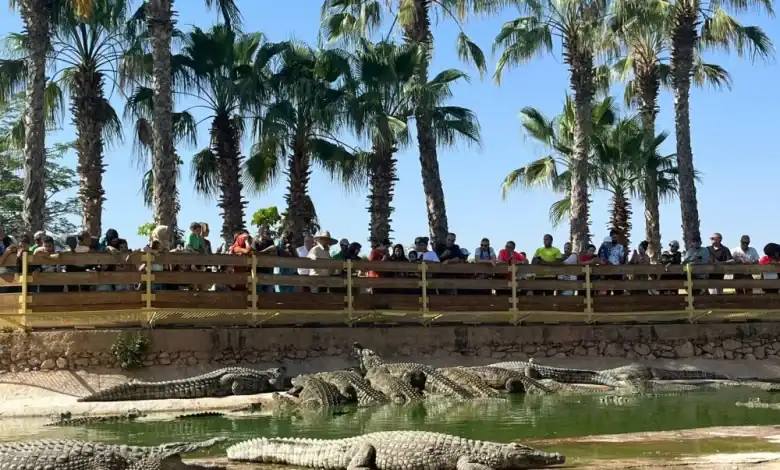 أكادير تحتضن مؤتمرا عالميا لخبراء التماسيح في ماي 2026