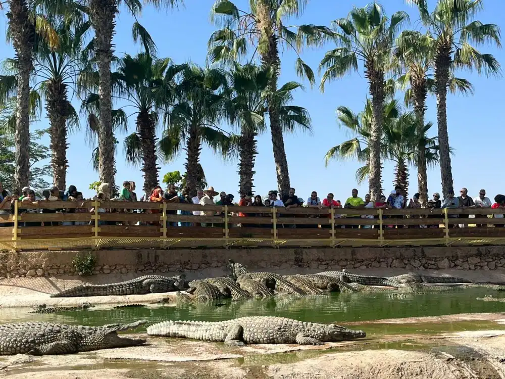 Agadir accueillera une conférence mondiale d'experts en crocodiles en mai 2026 1 أكادير تحتضن مؤتمرا عالميا لخبراء التماسيح في ماي 2026