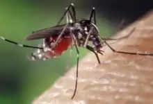 خاوتنغ تسجل ارتفاعا مقلقا في إصابات الملاريا والوفيات خلال ثلاثة أشهر