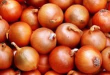 المغرب يواجه نقصا في البصل ويلجأ إلى واردات قياسية من هولندا