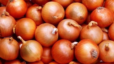 المغرب يواجه نقصا في البصل ويلجأ إلى واردات قياسية من هولندا