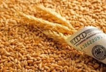 ارتفاع كلفة الشحن يضغط على أسعار القمح في المغرب