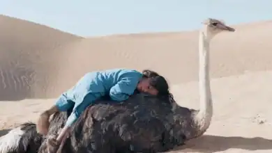 فيلم "طفل الصحراء" ينطلق في القاعات المغربية ويخوض سباق الشباك